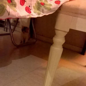 Celine Morsang-sur-Orge